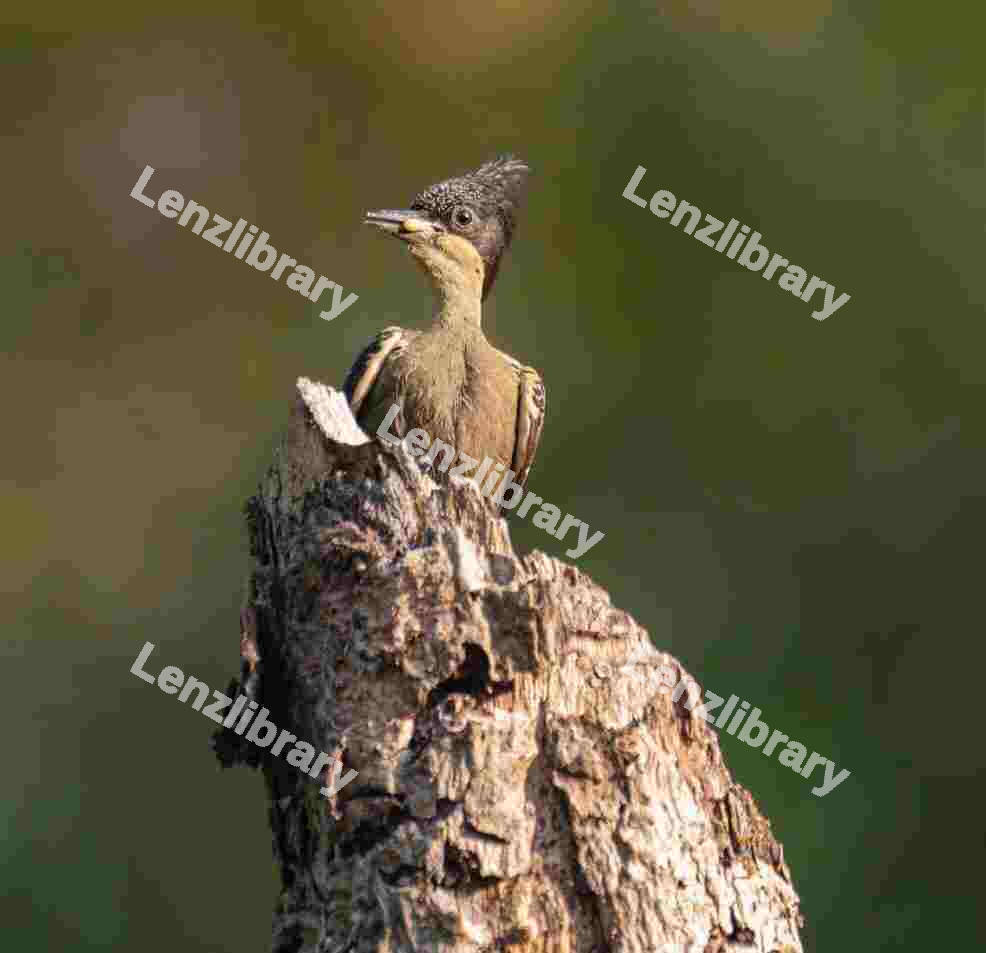 Heart spotted woodpecker